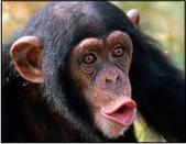 monkey-shakespeare