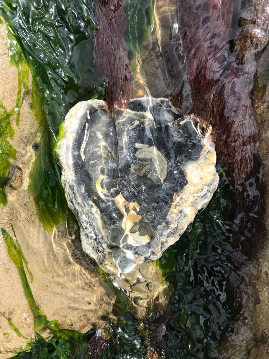 Ocean nature beauty seaside art oyster shell art canvas iridescent colour