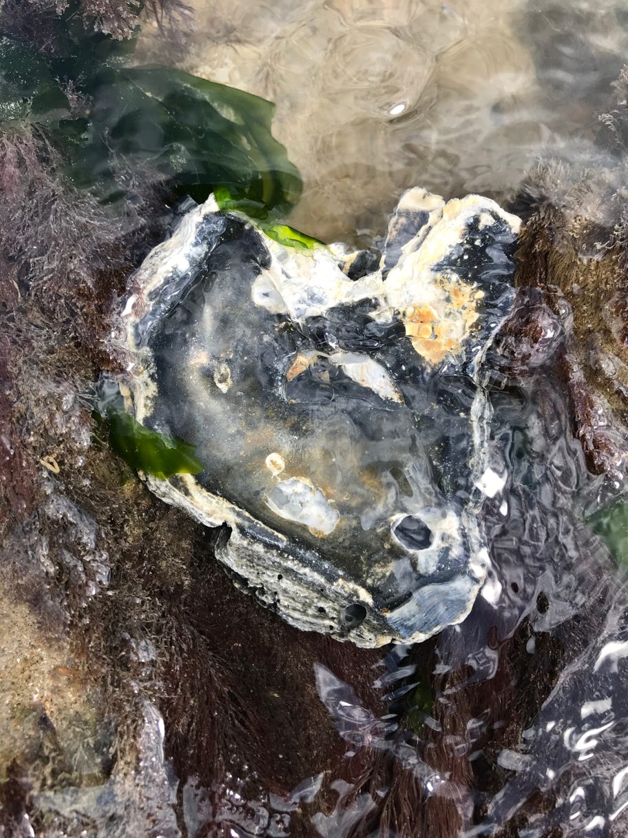 Ocean nature beauty seaside art oyster shell art canvas iridescent colour