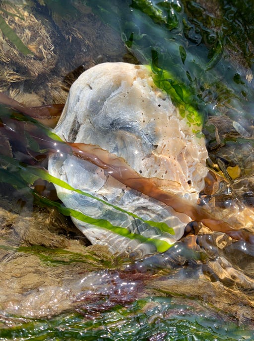 Ocean nature beauty seaside art oyster shell art canvas iridescent colour