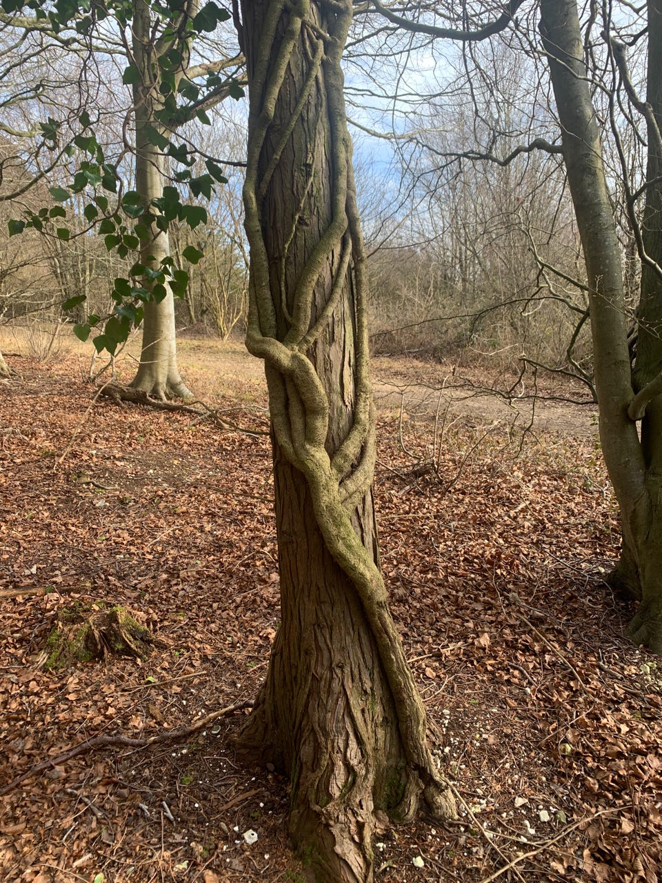Beauty of nature Friston Forest beautiful trees