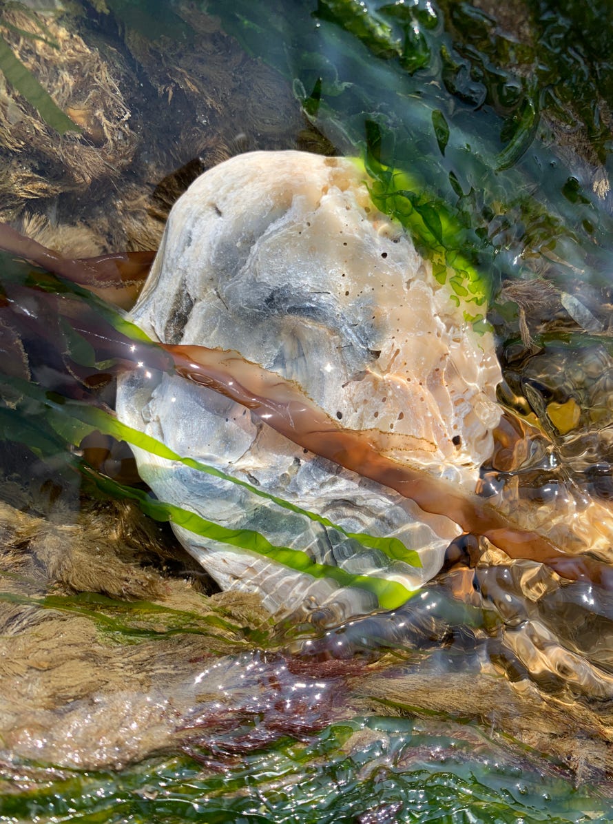 Ocean nature beauty seaside art oyster shell art canvas iridescent colour